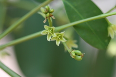 Simarouba glauca